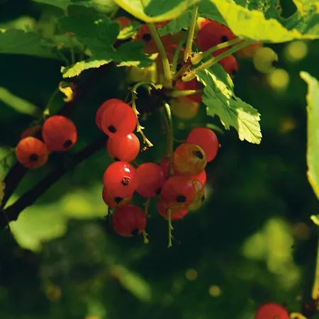 Jagdhof Ramsau am Dachstein
