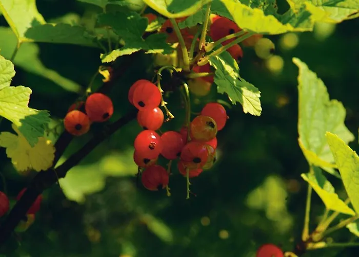 Jagdhof 람자우 암 다흐스타인